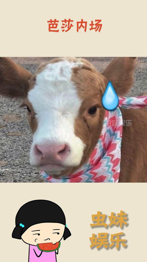 娱乐吃瓜酱小象,揭秘娱乐圈那些不为人知的幕后故事